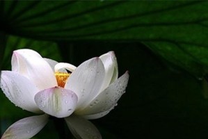 人生树根（经历与成长的旅程）