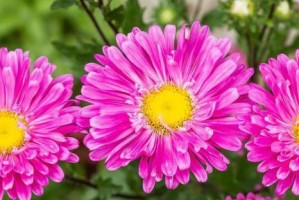 花香四溢的故事——四季花园的情缘（他们在花开时相遇，他们在花落时相爱）