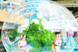 梦想之花（那场属于青春的梦想之旅）