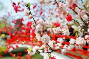 春暖花开（美好春天）