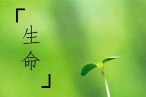 生命的珍贵（一只被遗弃的小猫，成为老人生命中最重要的存在）