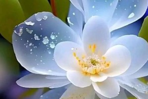 宽容故事（宽容故事）