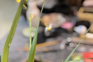 五味杂陈的人生故事（从贫穷到富裕、从失落到坚定）
