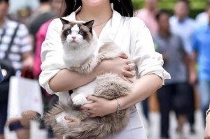 老实姐姐（一个永远不变的纯真心灵）