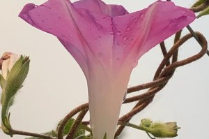 牵牛花的美丽童话（唤醒心底的热情）