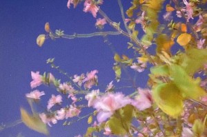 春天的初遇（一切都是新的）