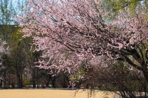 青春熏陶美景，传承不朽记忆（在美景的陪伴下，青春绽放了无限的可能）
