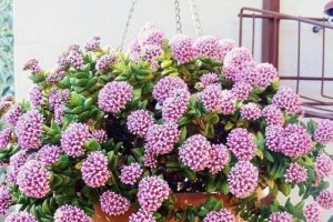 春之花语（以春天的植物为主题的小故事）