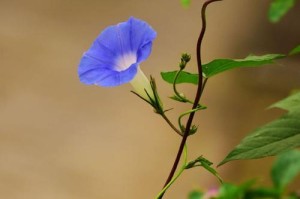 牵牛花的故事——在那个夏日的傍晚（一场意外的相遇，一段令人心动的爱情故事）